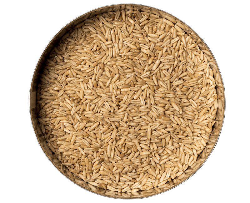 Haferkerne – Bild 2