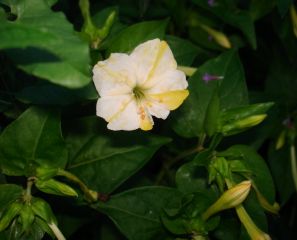 Wunderblume, vorwiegend creme/gelb