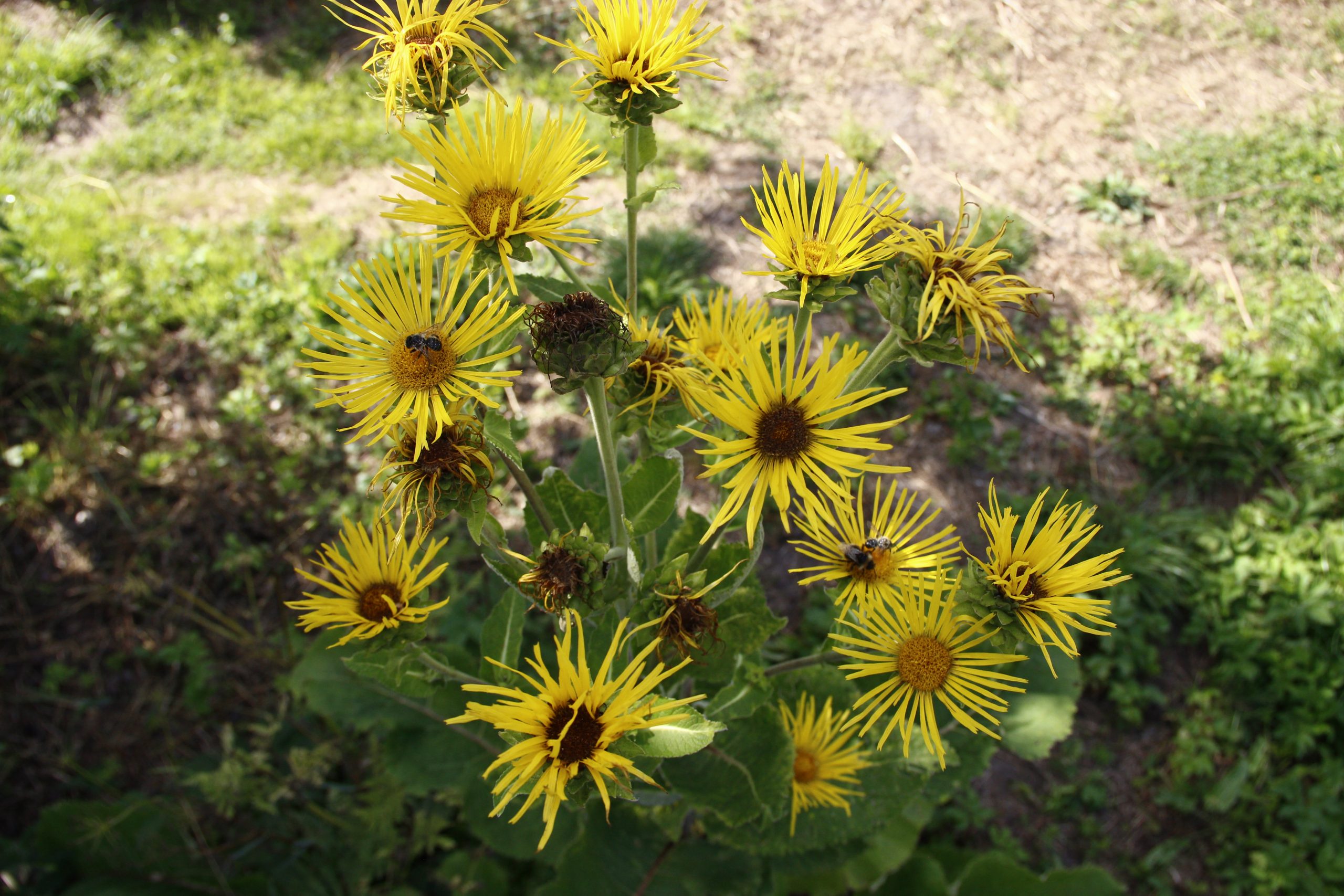 Alant, Echter – Bild 2