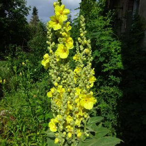 Königskerze Großblütige