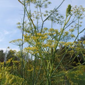 Gewürzfenchel