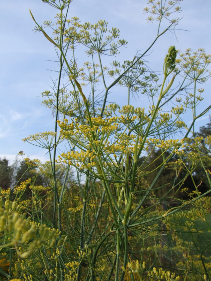 Gewürzfenchel