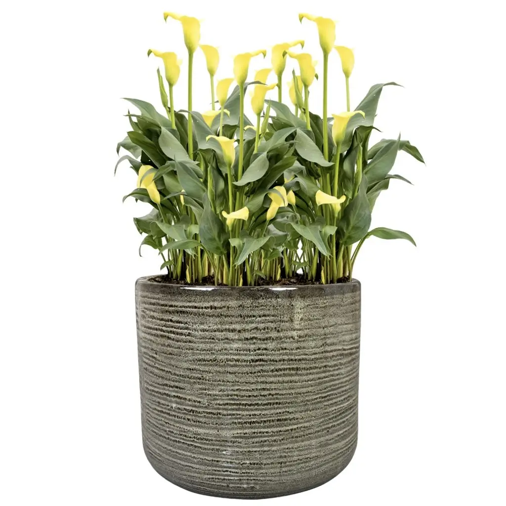 Keramik Pflanzkübel 3er Set GILIA cappuccino – Bild 4