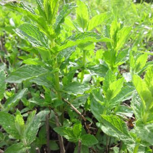 Englische Grüne Minze