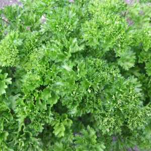 Petersilie „Grüne Perle“