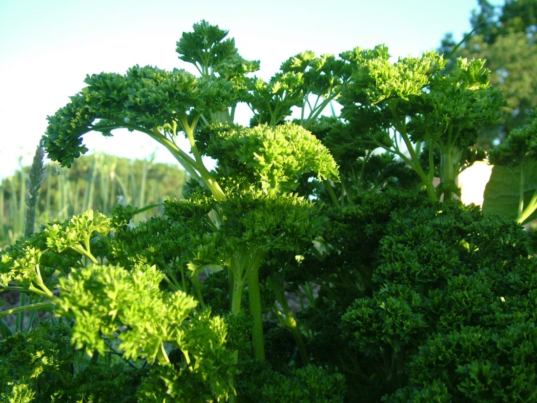 Petersilie „Grüne Perle“ – Bild 2