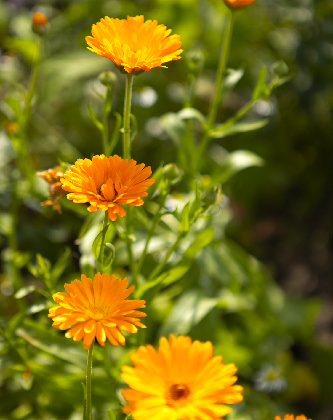 Ringelblume – Bild 2