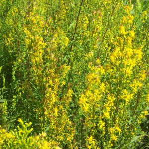 Europäische Goldrute