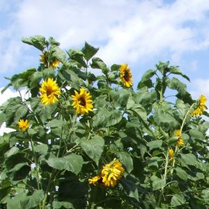 Sonnenblumen-Mix – Helianthus annuus