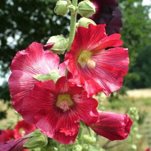 Stockrose „Roter Mix“